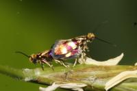 Micropterix aglaella