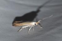 Coleophora currucipennella