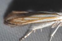 Coleophora currucipennella