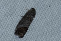 Cydia pomonella