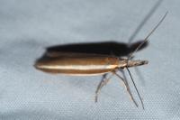 Pleurota aristella