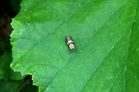 Dasycera oliviella
