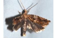 Epinotia abbreviana