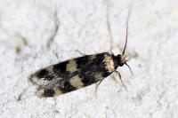 Oegoconia caradjai