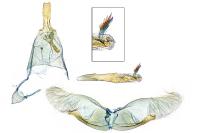 Oegoconia caradjai