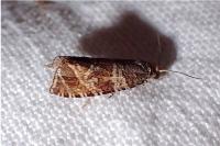Celypha rivulana