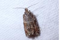 Celypha rivulana