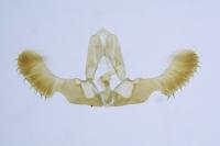 Pseudococcyx