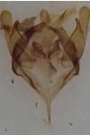 Psyche crassiorella