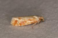 Rhyacionia buoliana