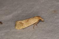 Cochylimorpha meridiana