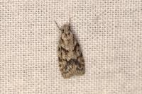 Symmoca signatella