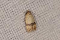 Odites kollarella