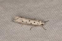 Ethmia terminella
