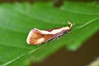 Harpella forficella