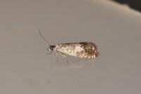 Cydia ilipulana