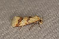 Aethes bilbaensis