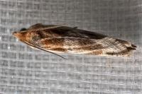 Eucosma gr. cana