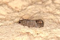 Cydia pomonella
