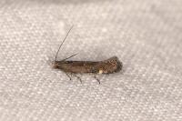 Aproaerema anthyllidella