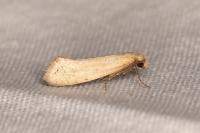 Myrmecozela ataxella