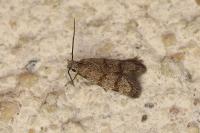 Symmoca orphnella