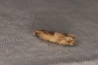Crocidosema plebejana