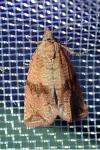 Celypha striana