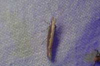 Plutella xylostella