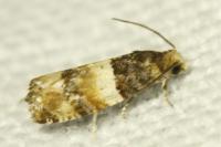 Lobesia bicinctana