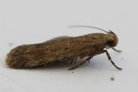 Pexicopia malvella