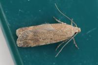 Pexicopia malvella