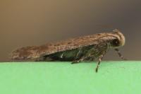 Pexicopia malvella