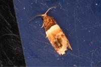 Epinotia festivana
