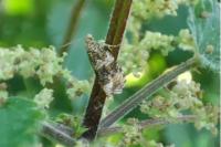 Celypha lacunana