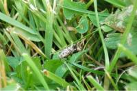 Celypha lacunana