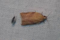 Acleris