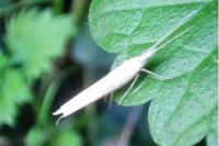 Ypsolopha mucronella