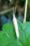 Ypsolopha mucronella
