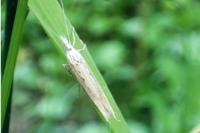 Ypsolopha mucronella