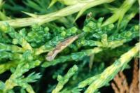 Plutella xylostella