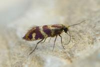 Micropterix osthelderi