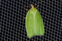 Tortrix viridana