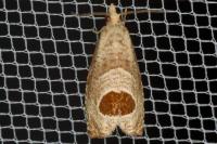 Notocelia uddmanniana