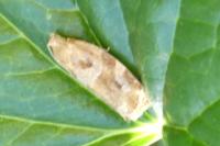 Archips xylosteana