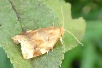 Archips xylosteana