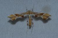 Cnaemidophorus rhododactylus