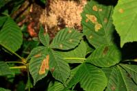 Cameraria ohridella