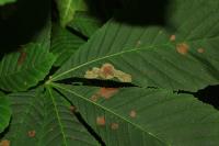 Cameraria ohridella