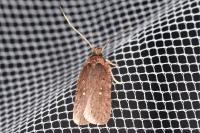 Agonopterix oinochroa